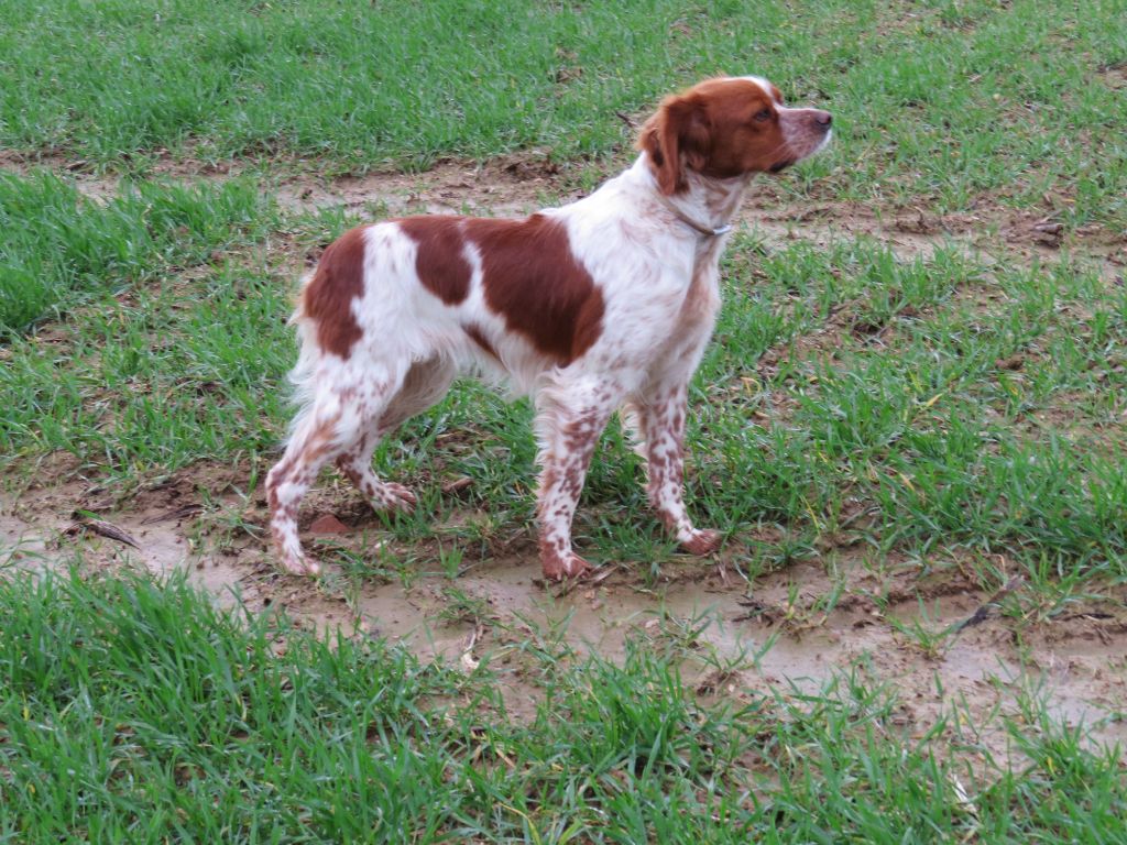 CH. Radja De tremouard