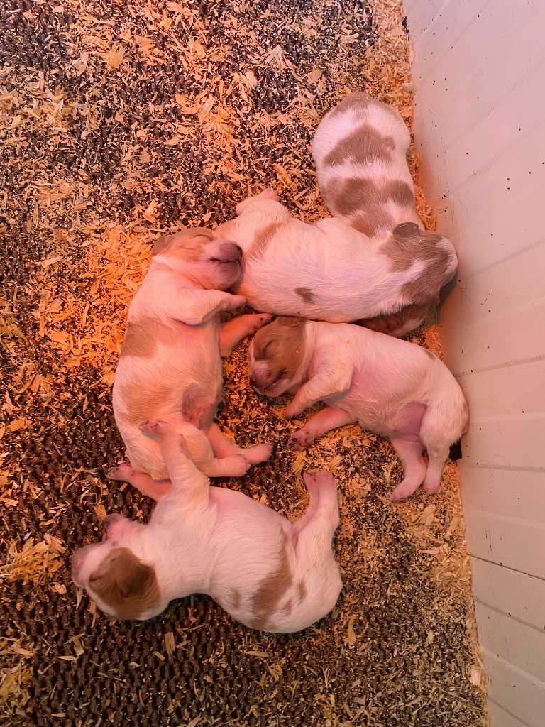 des sources de rouadan - Portée de chiots