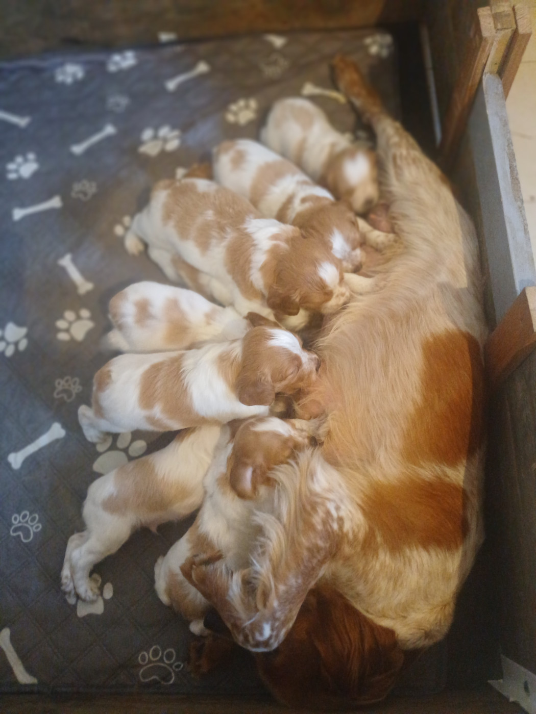 Chiot Epagneul Breton des sources de rouadan