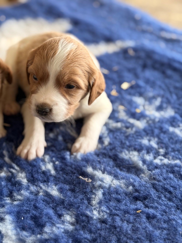 des sources de rouadan - Chiots disponibles - Epagneul Breton