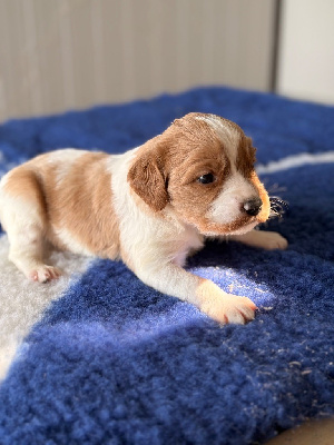 CHIOT