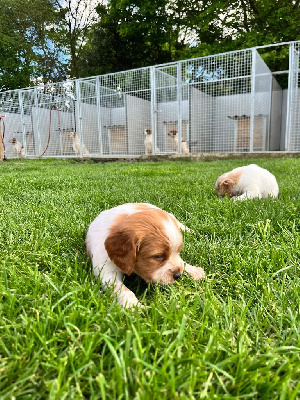 CHIOT 10