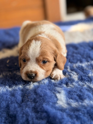 CHIOT