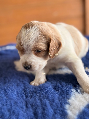 CHIOT