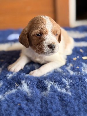 CHIOT