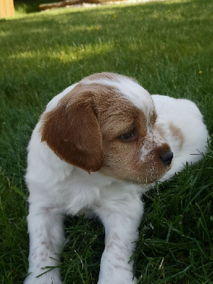 CHIOT 1