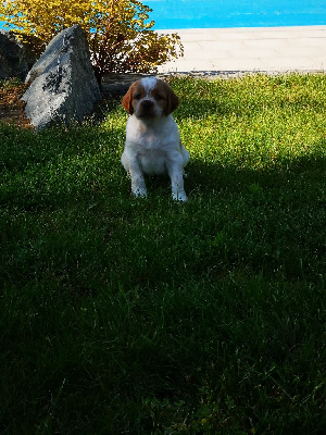 CHIOT 9
