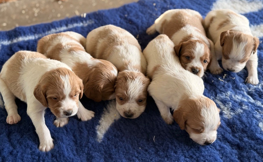 Chiot Epagneul Breton des sources de rouadan