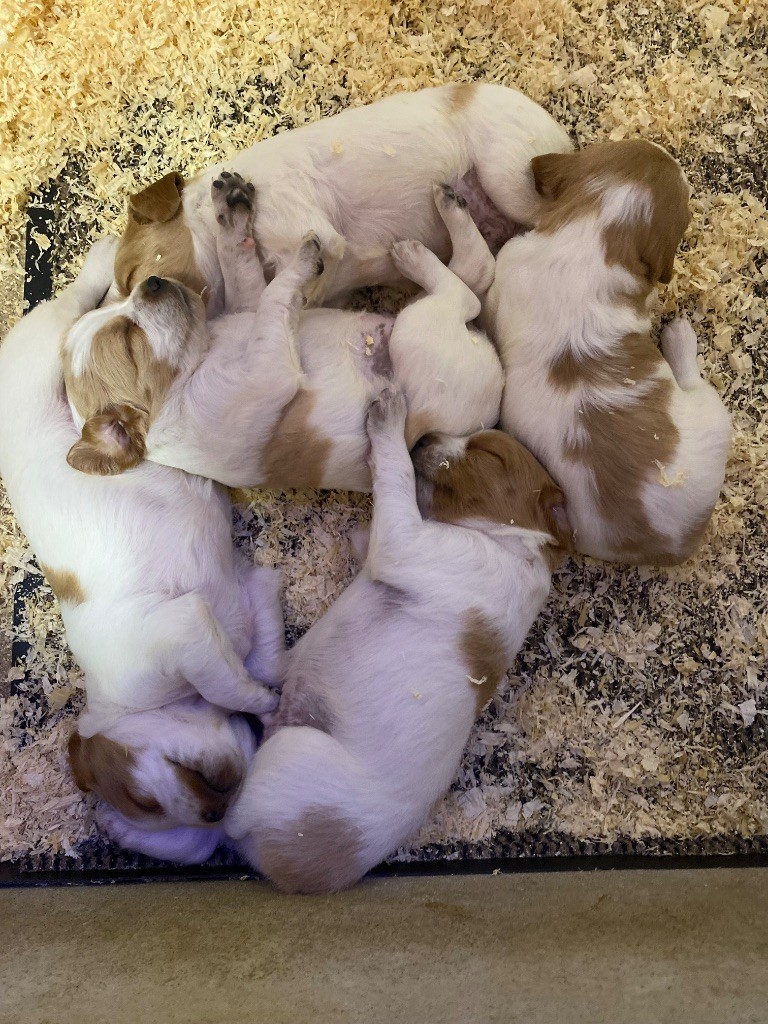 Chiot Epagneul Breton des sources de rouadan
