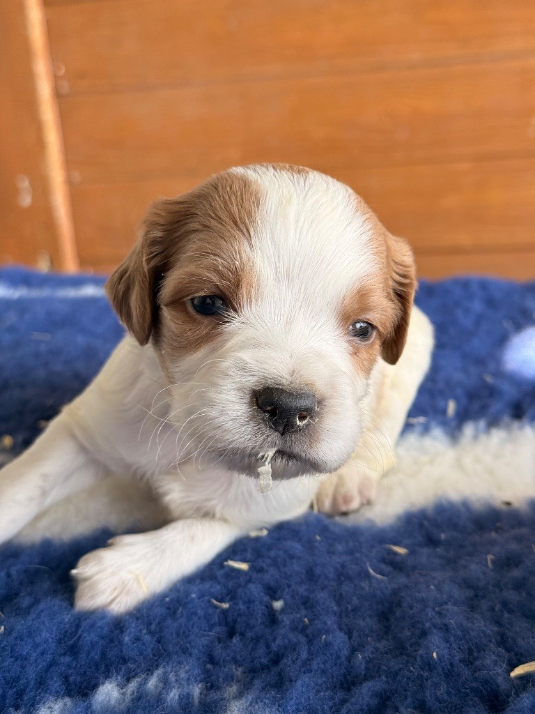 des sources de rouadan - Chiots disponibles - Epagneul Breton